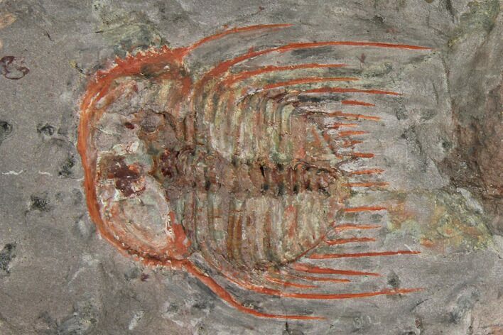 Colorful Kettneraspsis Trilobite - Timrzit , Morocco #137700